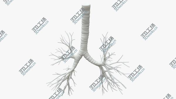 images/goods_img/20210312/Trachea for 3D printing model/1.jpg
